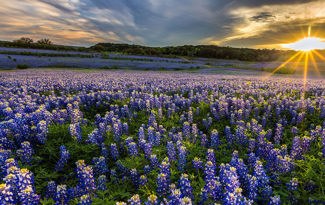 Field of Blue Bonnet flowers