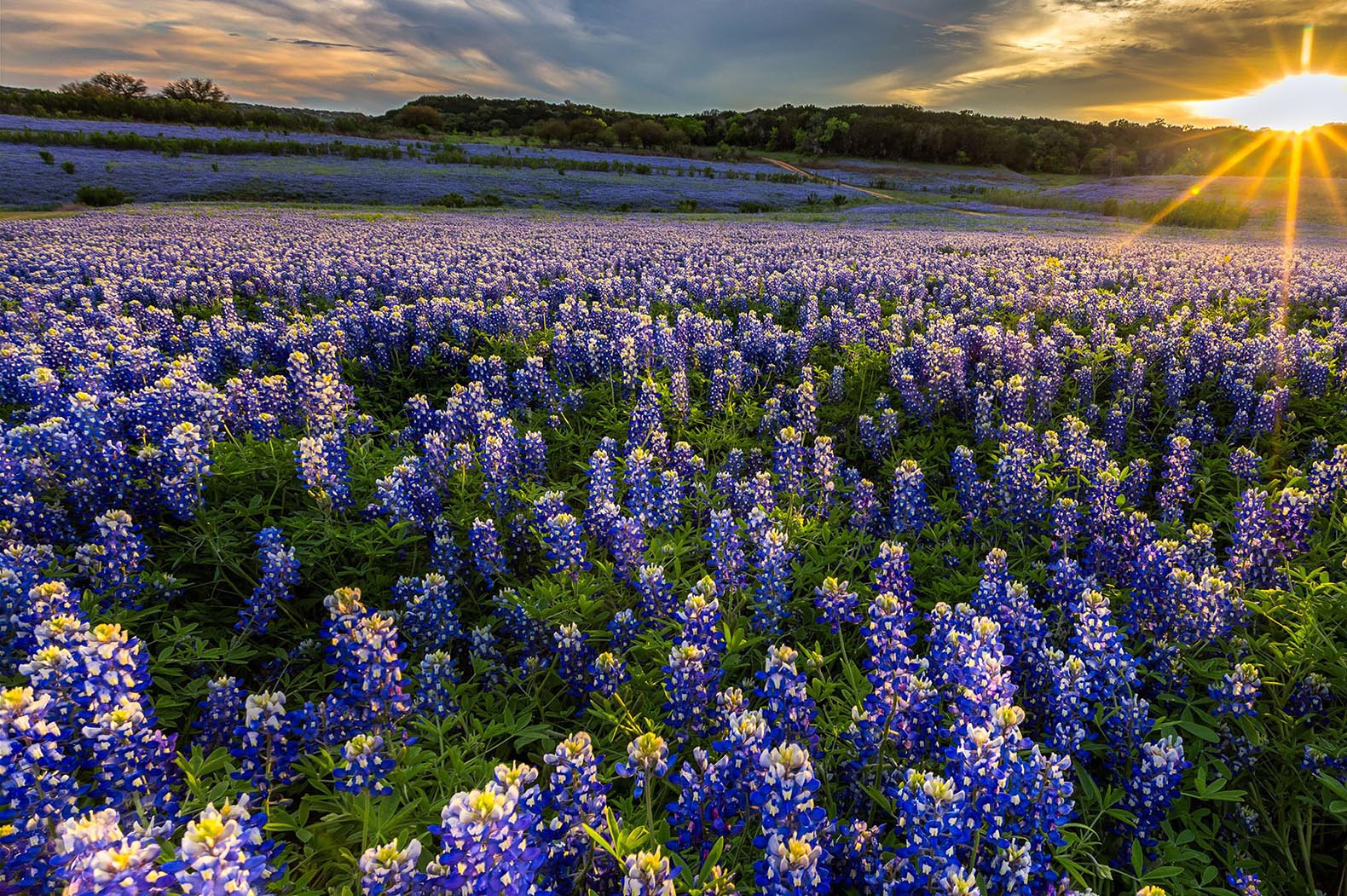 Field of Blue Bonnet flowers